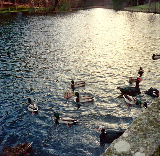 Patos en el lago 