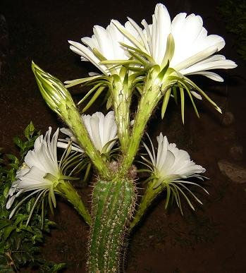 Cactus de mi Jardín 01 