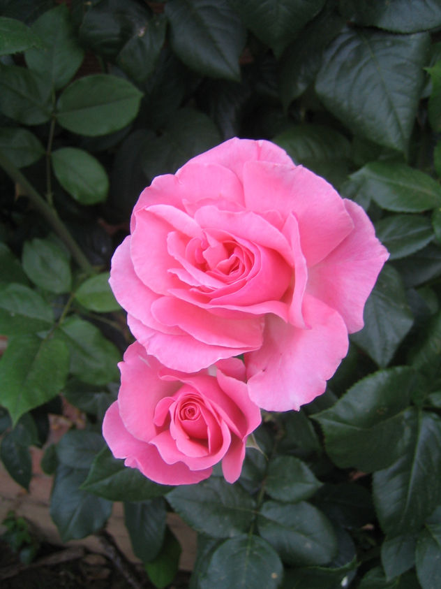 Rosa rosae