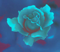 Rosa azul