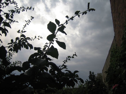 Y llovió