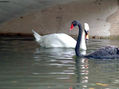 el cisne