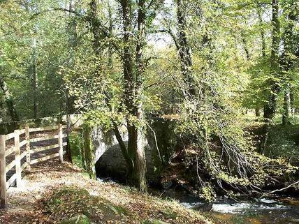 El bosque