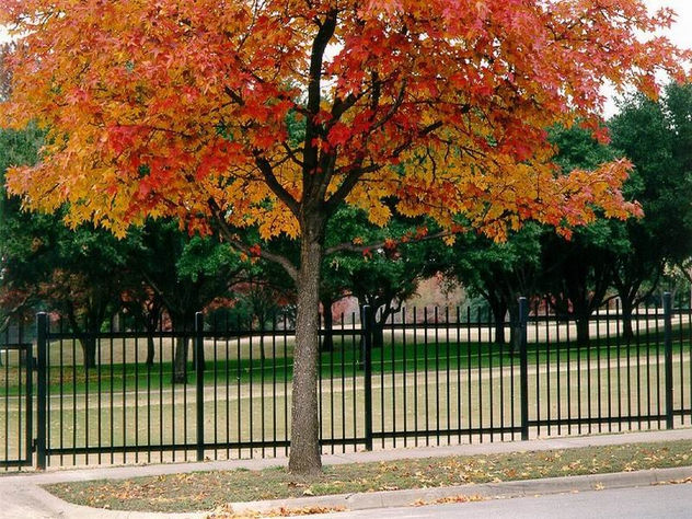 otro árbol