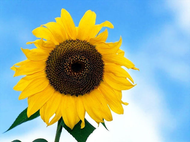 girasol