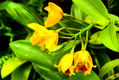 flores amarillas en mi jardín orquídeas