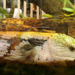 NATURA thumbnail 1