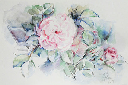 Rosa abierta