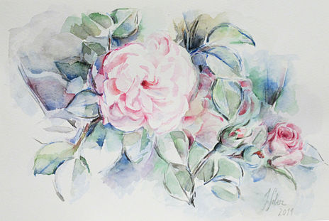 Rosa abierta