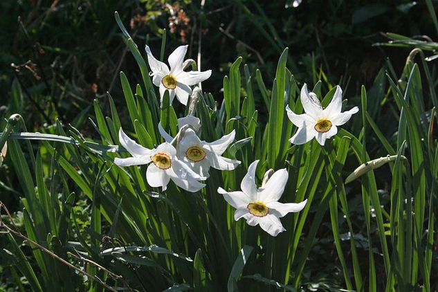 tulipan  blanco 