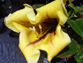 Solandra flor macro