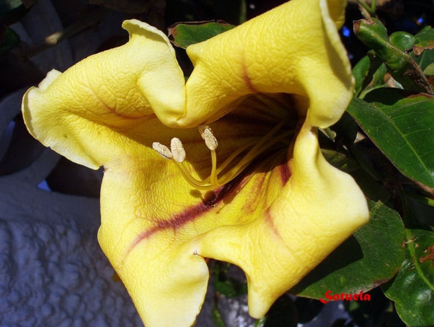 Solandra flor macro Naturaleza Color (Digital)