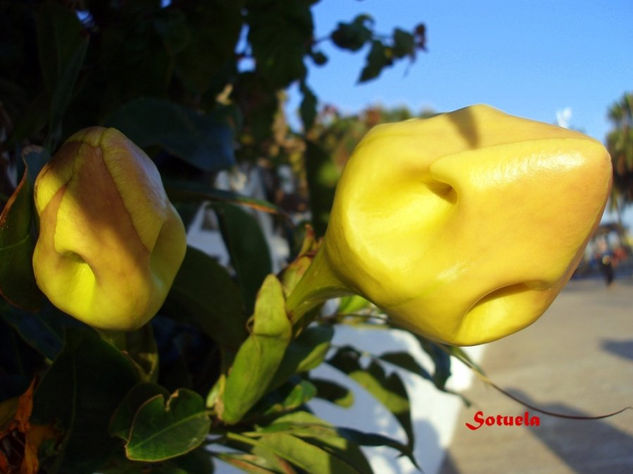 Solandra cerrada Naturaleza Color (Química)