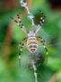 aracnid