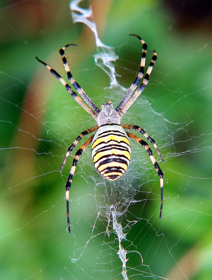 Aracnid