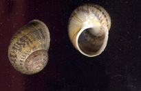 Vacío Caracol