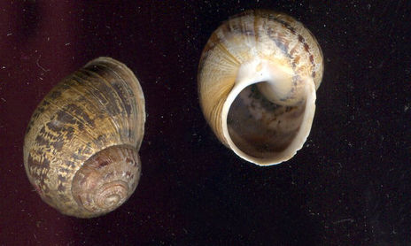 Serie Epopeya