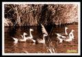 Los Patos