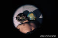 Terrible sueño infantil 3