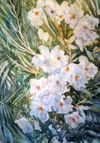 Oleander