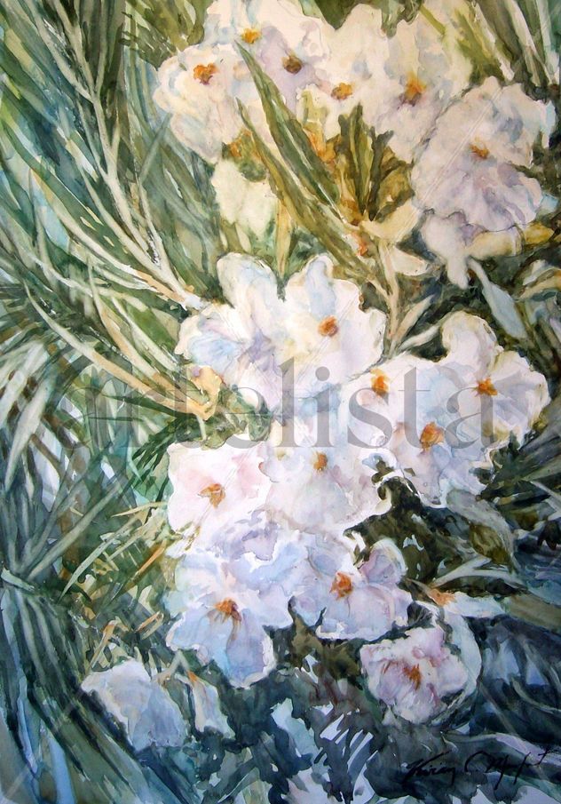 Oleander