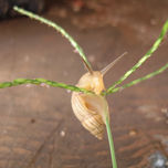freaky nature thumbnail 2