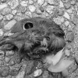 freaky nature thumbnail 1