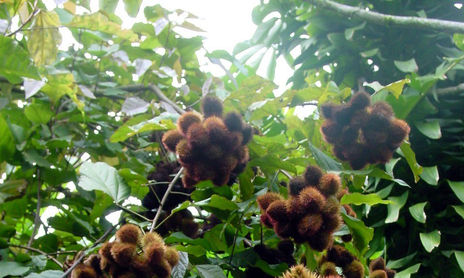 Naturaleza (frutos tropicales)