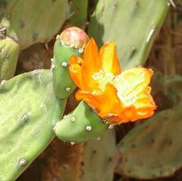 Cactus de mi Jardín 2