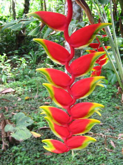 Paraiso tropical