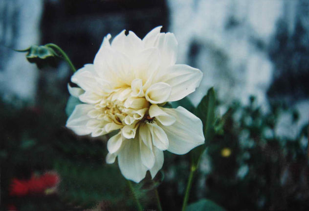 DALIA BLANCA