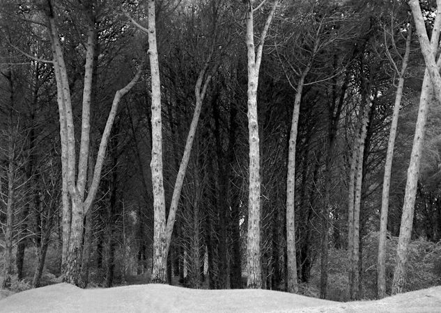 Bosque de Olas Nature Black and White (Digital)