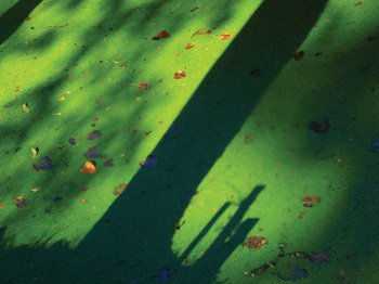 Shadows over green Nature Color (Digital)