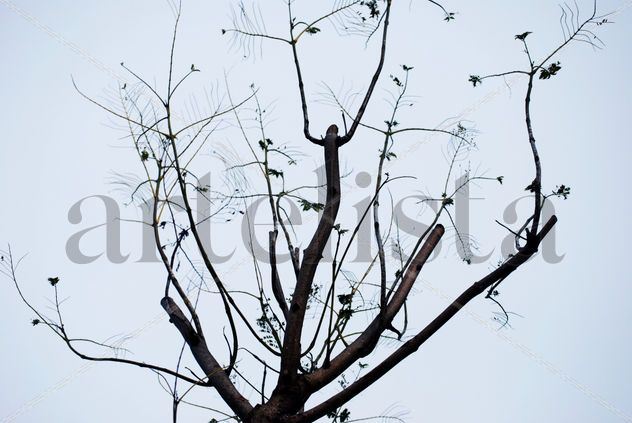 NATURALEZA