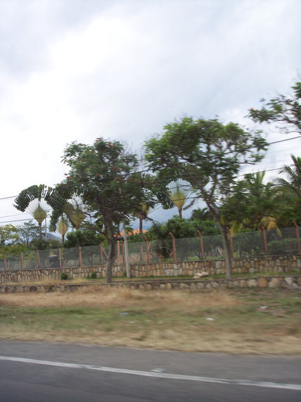 1 - vegetación