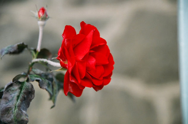 la perla roja Naturaleza Color (Química)