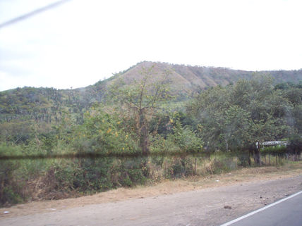 5 - vegetación
