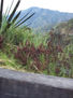 9 - vegetación