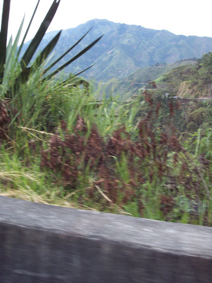 9 - vegetación
