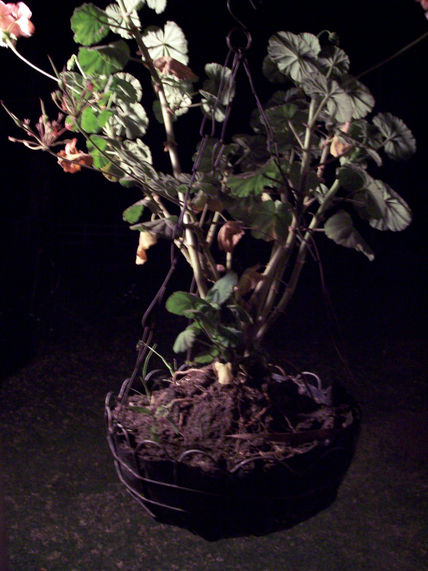 35 - vegetación