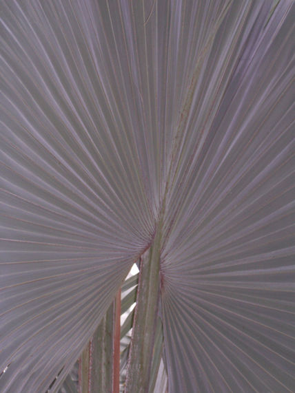40 - vegetación