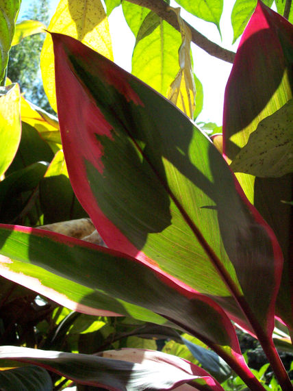 47 - vegetación