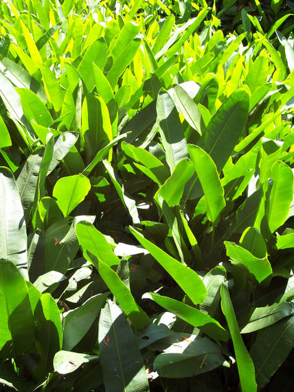 48 - vegetación
