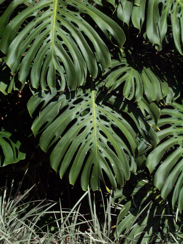 49 - vegetación