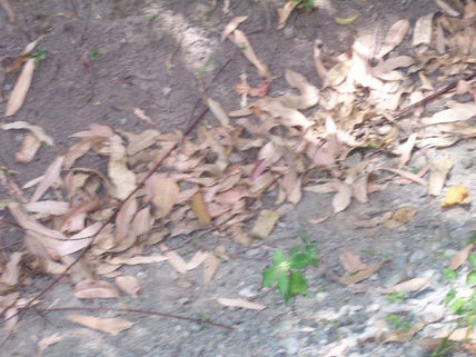 51 - vegetación