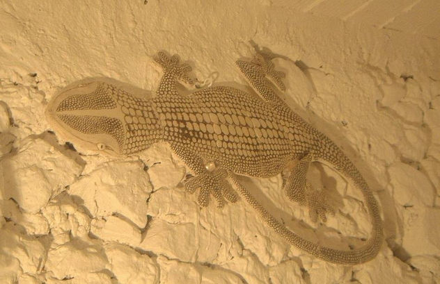 geko