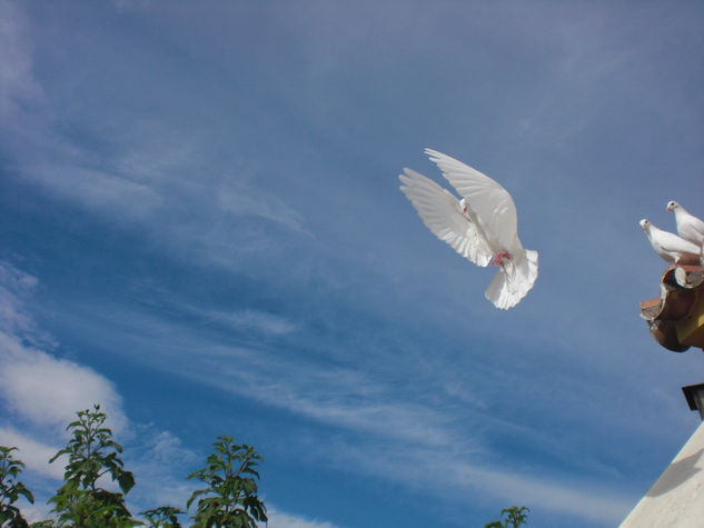 mis palomas (III) Naturaleza Color (Digital)