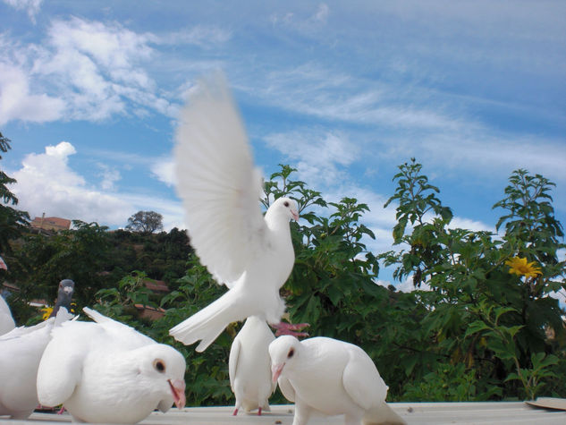 MIS PALOMAS (IV) Naturaleza Color (Digital)