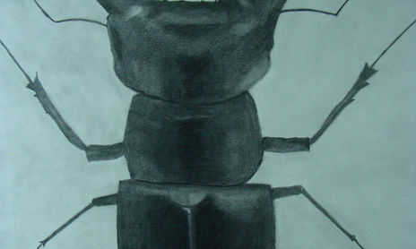 Insectos