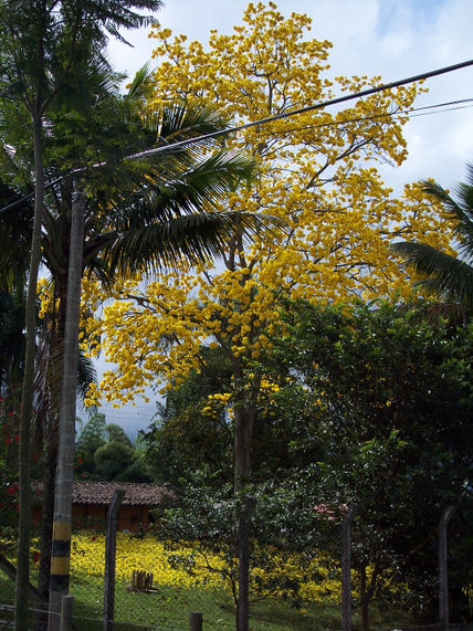 81 - vegetación